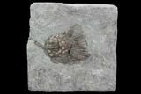 Rhodocrinites Crinoid Fossil - Gilmore City, Iowa #95199-1
